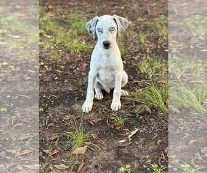 Medium Catahoula Leopard Dog Mix