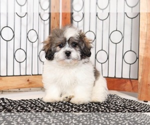 Zuchon Puppy for sale in NAPLES, FL, USA
