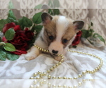 Small Photo #10 Pembroke Welsh Corgi Puppy For Sale in SHILOH, OH, USA