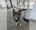 Small #1 German Shepherd Dog