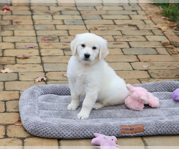 Medium Photo #4 English Cream Golden Retriever Puppy For Sale in SYRACUSE, IN, USA