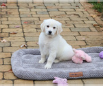 Small #3 English Cream Golden Retriever