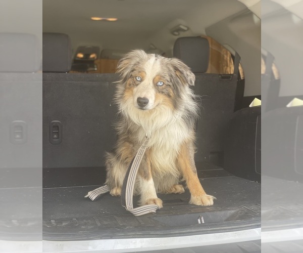 Medium Photo #1 Miniature Australian Shepherd Puppy For Sale in SPRINGVILLE, CA, USA