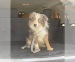Small Photo #1 Miniature Australian Shepherd Puppy For Sale in SPRINGVILLE, CA, USA