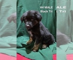Small Photo #18 Australian Shepherd Puppy For Sale in CLARKSVILLE, TX, USA