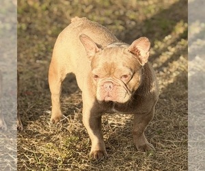 French Bulldog Puppy for sale in NAPLES, FL, USA