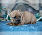 Small Photo #10 French Bulldog Puppy For Sale in MILLERSBURG, OH, USA