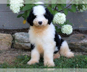 Aussiedoodle Puppy for sale in QUARRYVILLE, PA, USA