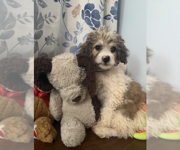 Medium Photo #21 Cockapoo (Miniature) Puppy For Sale in DURHAM, CT, USA