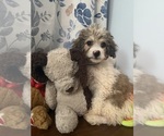Litter of 4 - Male(s) and Female(s) Cockapoo (Miniature)Litter of Puppies for Sale - Photo #21