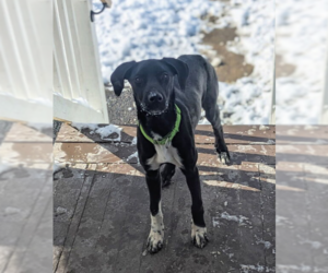 Daisy aka Sprite - Female Greyhound-Labrador Retriever Mix Dog for Adoption - Photo #3