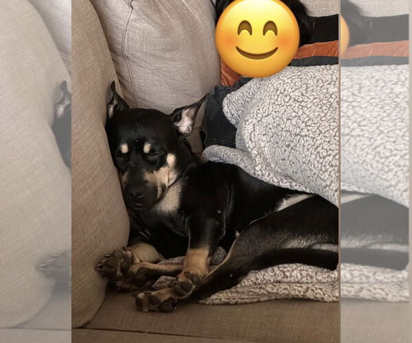 Medium Photo #10 Australian Kelpie-Unknown Mix Puppy For Sale in Corona, CA, USA