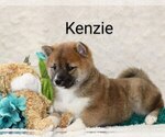 Small Photo #3 Shiba Inu Puppy For Sale in LOYAL, WI, USA