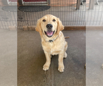 Puppy Blue Boy Golden Retriever