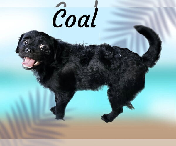 Medium Photo #6 Pugairn Puppy For Sale in Phelan, CA, USA