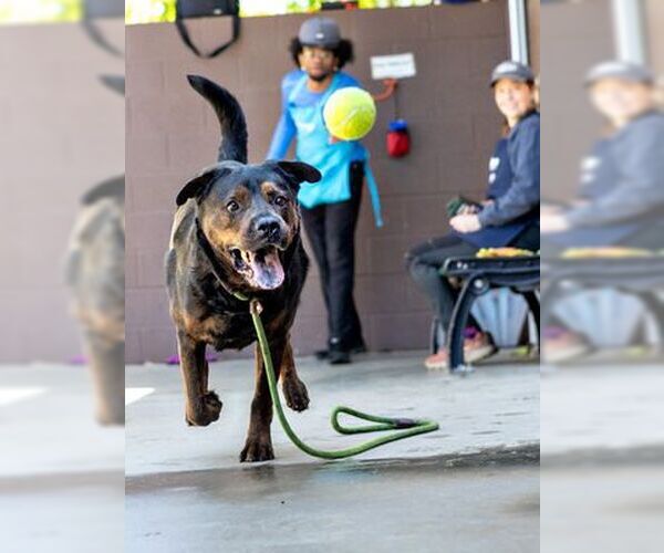 Medium Photo #8 Rottweiler-Unknown Mix Puppy For Sale in Hillsboro, NH, USA