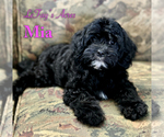 Puppy Mia Cavapoo