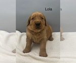 Small #4 Golden Retriever