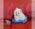 Small Photo #3 Japanese Spitz Puppy For Sale in BENICIA, CA, USA