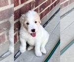 Puppy 4 Great Pyrenees-Labradoodle Mix