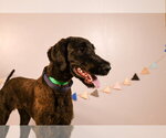 Small #3 Great Dane-Poodle (Standard) Mix