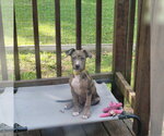Small #2 Catahoula Leopard Dog Mix