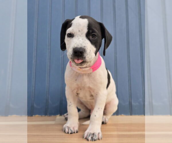 Medium Photo #6 American Staffordshire Terrier-Labrador Retriever Mix Puppy For Sale in Lakewood, CO, USA