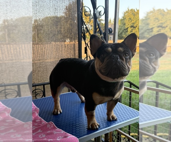 Medium Photo #1 French Bulldog Puppy For Sale in SPOKANE, WA, USA