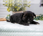 Puppy Loki Shorkie Tzu