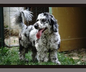 Miniature Bernedoodle Puppy for sale in OAK GROVE, MO, USA