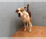 Small Photo #1 Labrador Retriever-Unknown Mix Puppy For Sale in Downey, CA, USA