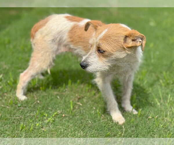 Medium Photo #2 Mutt Puppy For Sale in PIPE CREEK, TX, USA
