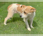Small #1 Mutt