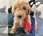 Puppy Max Miniature Labradoodle