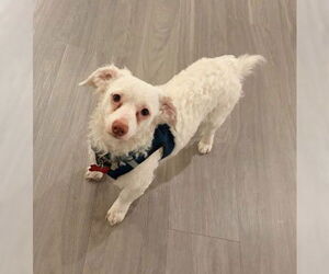 Maltipoo (Miniature) Dogs for adoption in San Diego, CA, USA