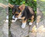 Small #6 Aussie-Corgi
