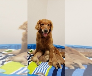 Mother of the Golden Retriever puppies born on 07/08/2019
