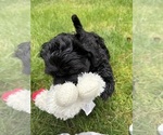 Small #3 Cocker Spaniel-Sheepadoodle Mix