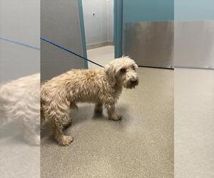 Mutt Dogs for adoption in Las Vegas, NV, USA