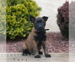 Small #2 Belgian Malinois