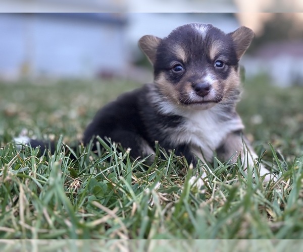 Medium Photo #1 Pembroke Welsh Corgi Puppy For Sale in CRAWFORDSVILLE, IN, USA