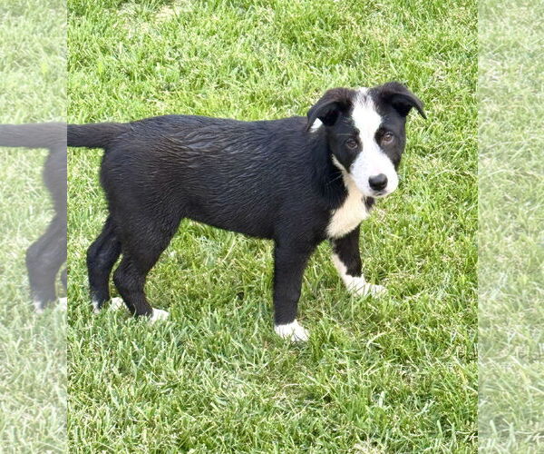 Medium Photo #2 Labrador Retriever-Unknown Mix Puppy For Sale in Sandy, UT, USA