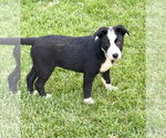 Small #1 Labrador Retriever Mix