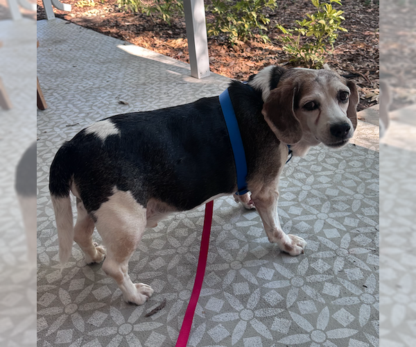 Medium Photo #7 Beagle Puppy For Sale in Tampa, FL, USA