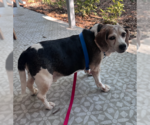 Small #6 Beagle