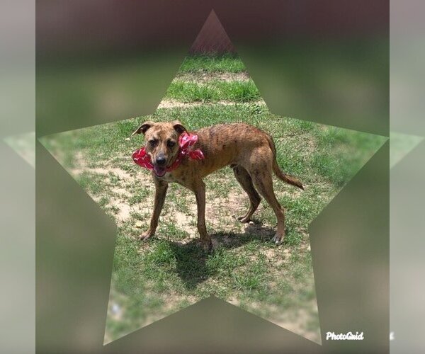 Medium Photo #3 Mutt Puppy For Sale in San Leon, TX, USA