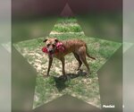 Small #2 Mutt