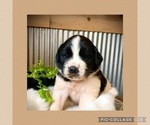 Small Photo #2 Newfoundland-Saint Bernard Mix Puppy For Sale in MARENGO, WI, USA