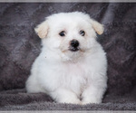 Small #4 Bichon Frise