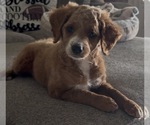 Bissy - Female Goldendoodle mix (+ Poodle Miniature) Puppy for Sale - Photo #4